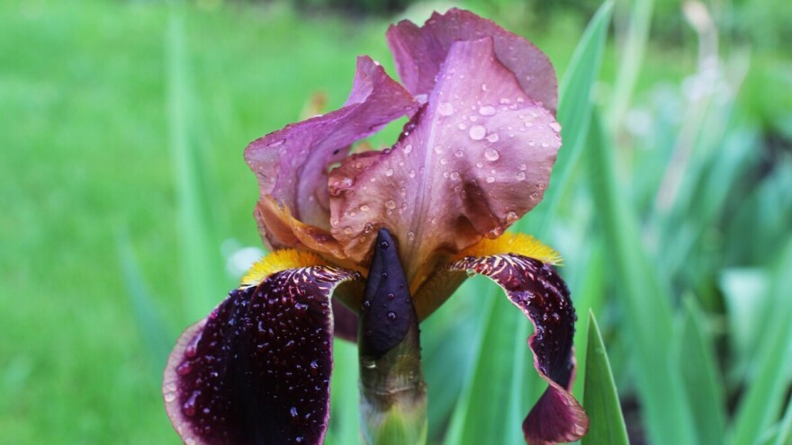 Majske padavine nastavljaju se i u junu?