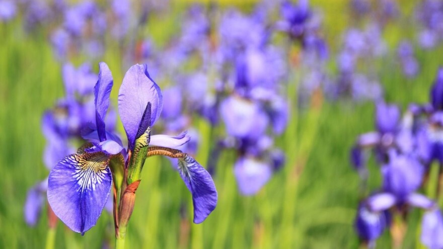 Razmnožavanje irisa u jesen - za više cvjetova u proljeće
