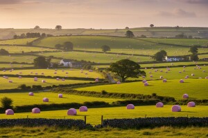 Irska prekrivena ružičastim balama sijena!