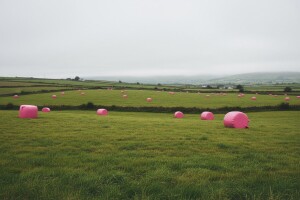 Irska prekrivena ružičastim balama sijena!