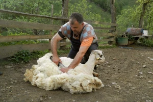 Šišanje ovaca: Kako i kuda sa vunom?