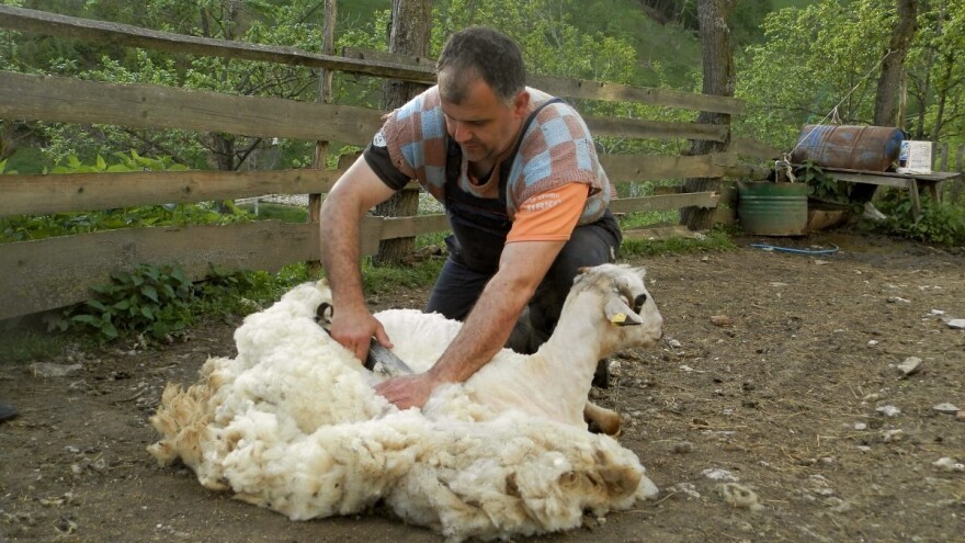 Šišanje ovaca: Kako i kuda sa vunom?