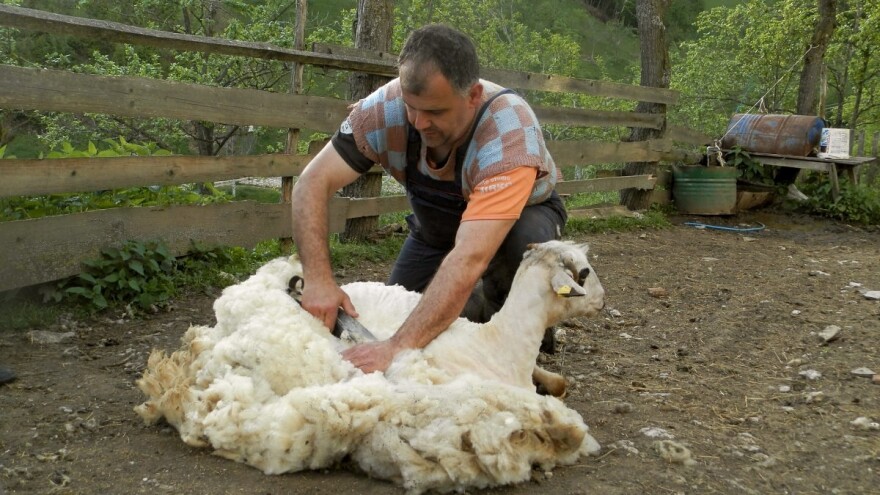 Zimi ništa ne greje dobro kao vuna, ali za nju nema kupaca