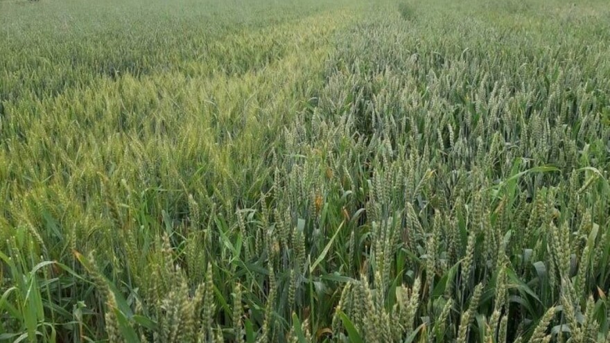 Dan polja u Vranju obećava dobre prinose žitarica