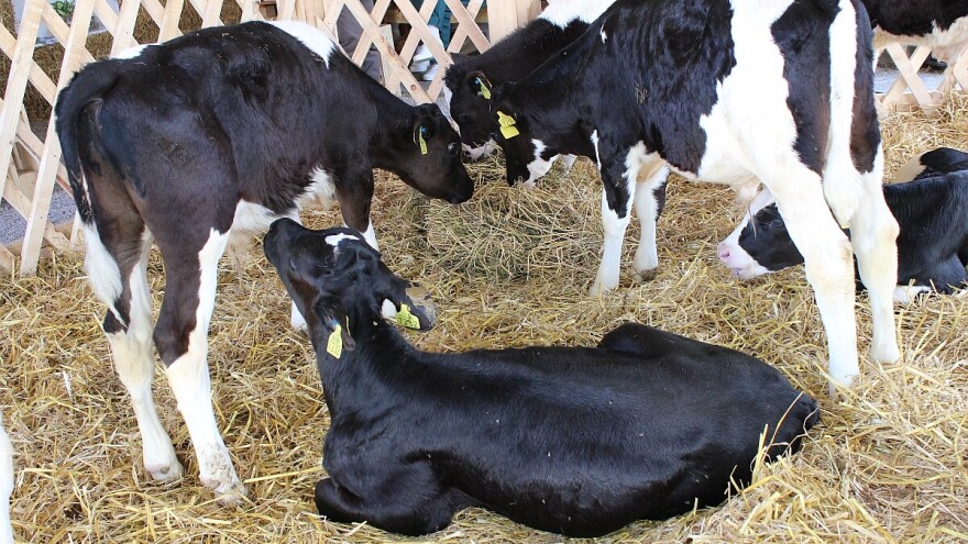 Šta podrazmeva pravilna ishrana stoke?