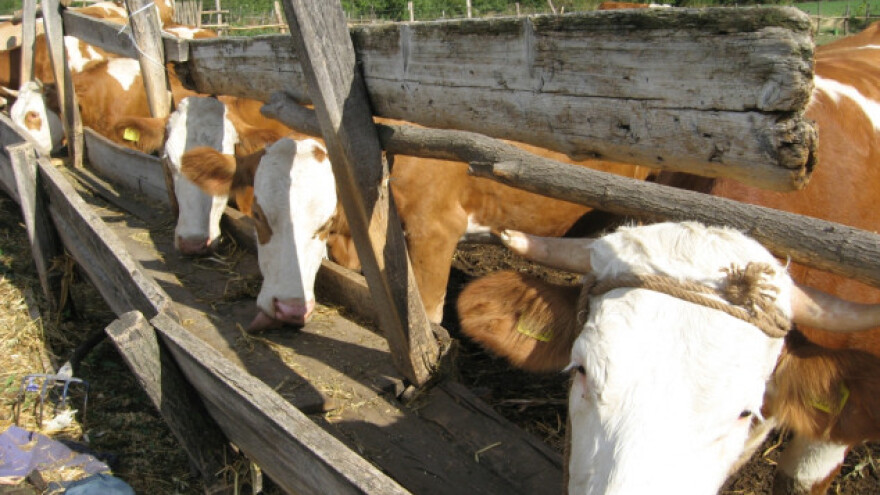 Silaže i senaže neće biti dovoljno