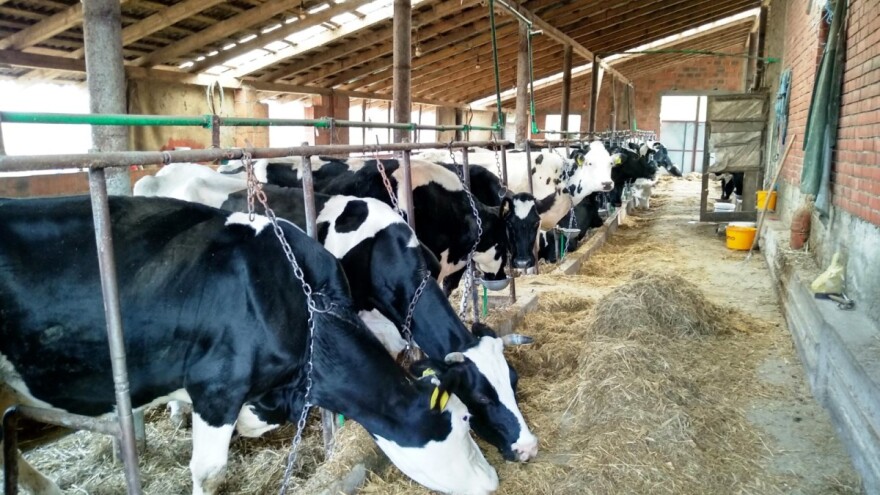 Kako zaštiti životinje od negativnog uticaja niskih temperatura?