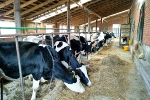 Zašto su vitamini neophodni holštajn kravama u zimskom periodu?