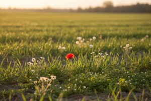 Iskoristite vrijeme za zaštitu ozime pšenice