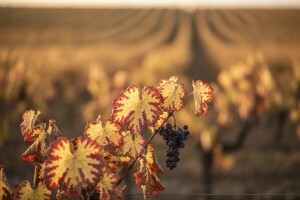 Iskrčiti vinograde zaražene infektivnom žuticom!