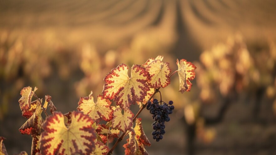 Iskrčiti vinograde zaražene infektivnom žuticom!