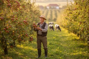 Iskusni stočar uspešno gaji voće