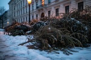Islužena božićna drvca pretvaraju u energiju