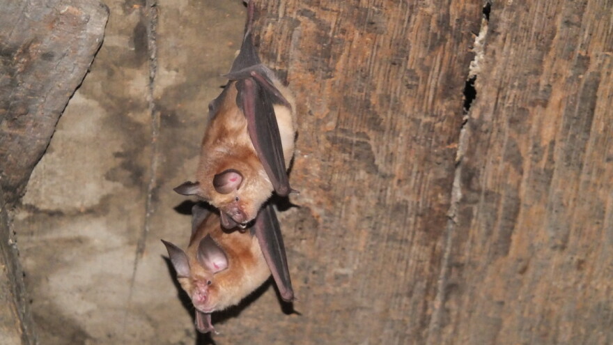 Međunarodni je dan uvažavanja šišmiša: u Lonjskom polju dobili ljetnu rezidenciju