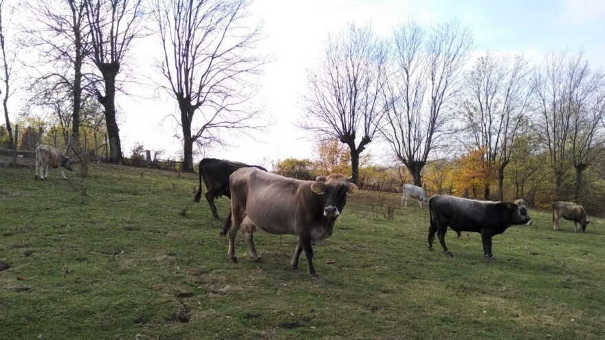 Zašto je značajan ekstenzivni uzgoj autohtonih rasa goveda?