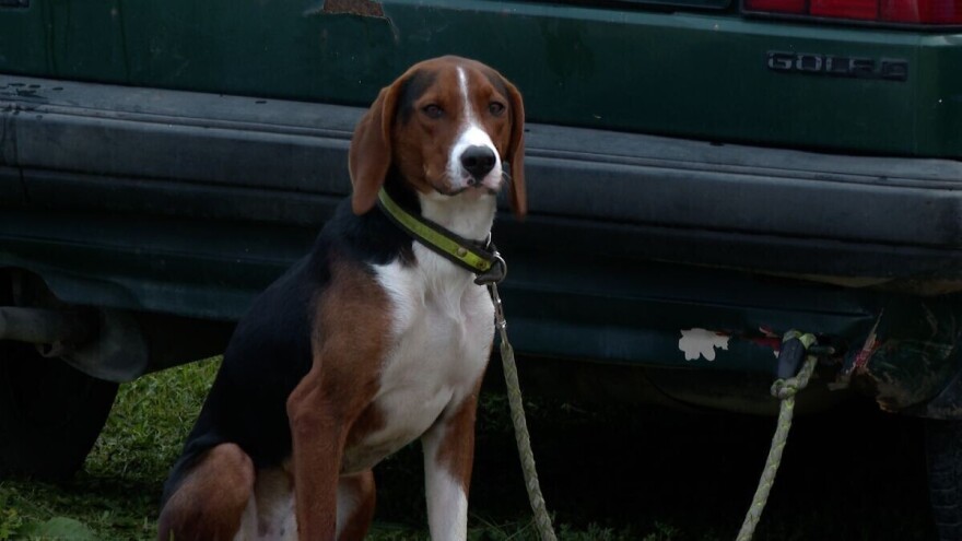 Bez dobro obučenog psa, nema ni ulova: Šta je važno kod gona na divlju svinju?