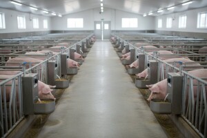 Isplaćeno 1,8 milijuna kuna za izgradnju farme svinja