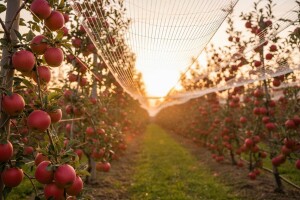 Isplaćeno 790 tisuća kuna za još jedanzavršeni IPARD projekt