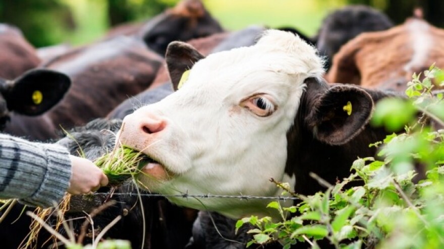 3.500 mliječnih krava završilo u klaonicama