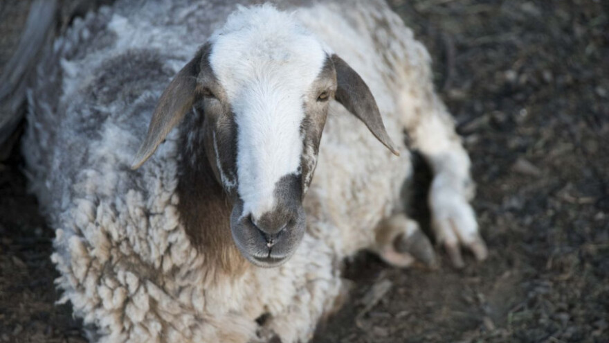 90.126 KM za štetu od zaraznih bolesti životinja