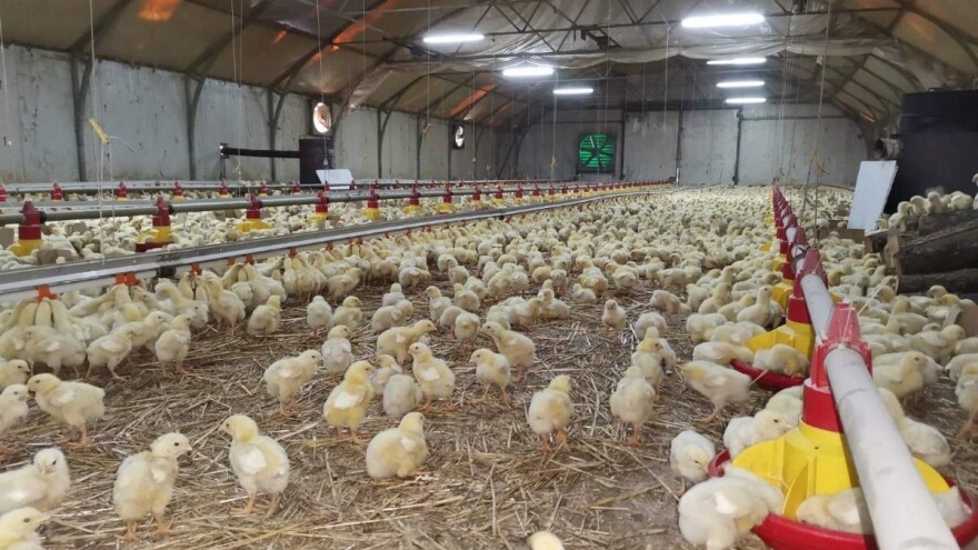 Isplativ samo uslužni tov pilića?