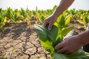 Isplativ uzgoj duhana