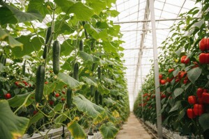 Isplativo povrće u plastenicima Europe