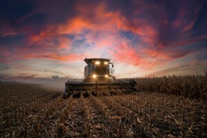 Ispod 300 tisuća hektara pod kukuruzom!