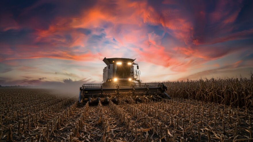 Ispod 300 tisuća hektara pod kukuruzom!