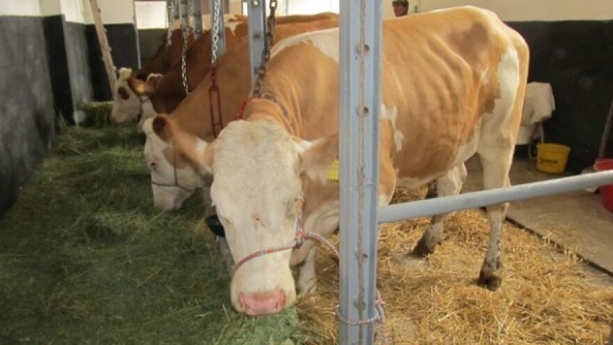 Grad Zrenjanin nastavlja da pomaže stočarima