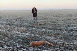 Otrovane srne: Podneta krivična prijava protiv osumnjičenog muškarca
