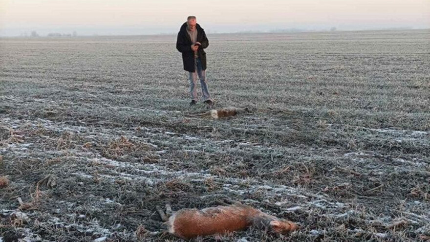 Otrovane srne: Podneta krivična prijava protiv osumnjičenog muškarca