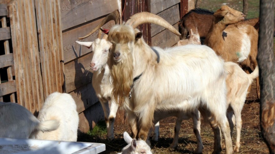 U javnom savjetovanju je Nacrt natječaja za provedbu podmjere 10.2.