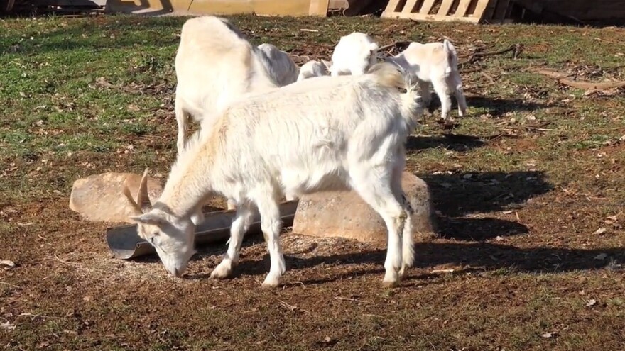 Za očuvanje, održivo korištenje i razvoj genetskih izvora u poljoprivredi 1,3 milijuna eura