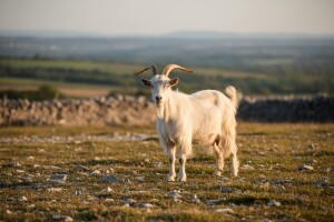 Istarska koza uskoro službeno autohtona pasmina?