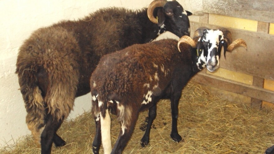 Ovčarima s Ćićarije vukovi i čagljevi kolju ovce, a jeleni popasu travu