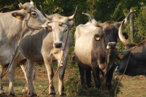 AZRRI, HPA i Agronomski fakultet povezuju potencijale u zaštiti izvornih pasmina: razvijaju nacionalnu banku animalnih gena