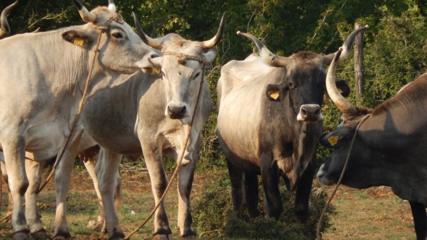 AZRRI, HPA i Agronomski fakultet povezuju potencijale u zaštiti izvornih pasmina: razvijaju nacionalnu banku animalnih gena