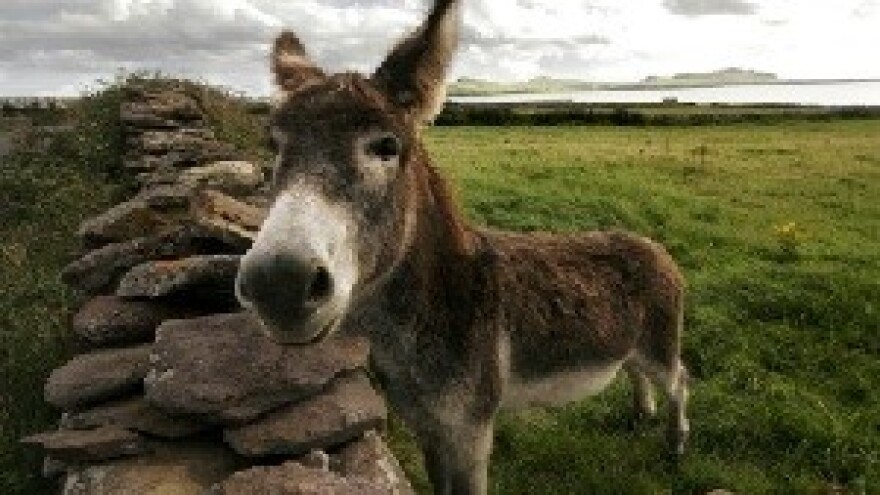 Zašto očuvati izvorne pasmine domaćih životinja?