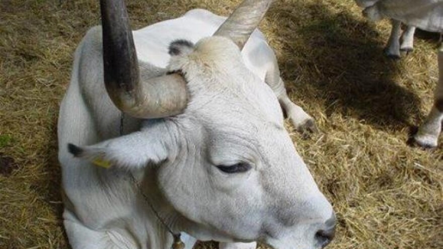 Izložba istarskog goveda