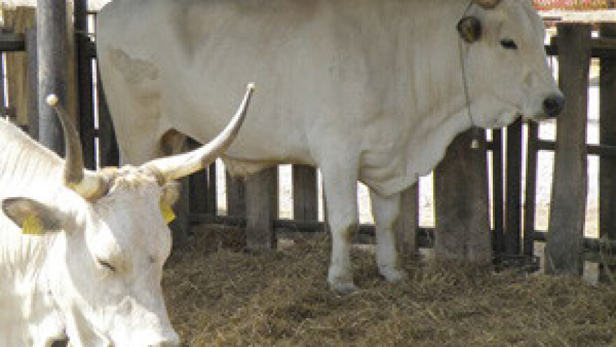 Projekt zaštite autohtonih pasmina na krasu