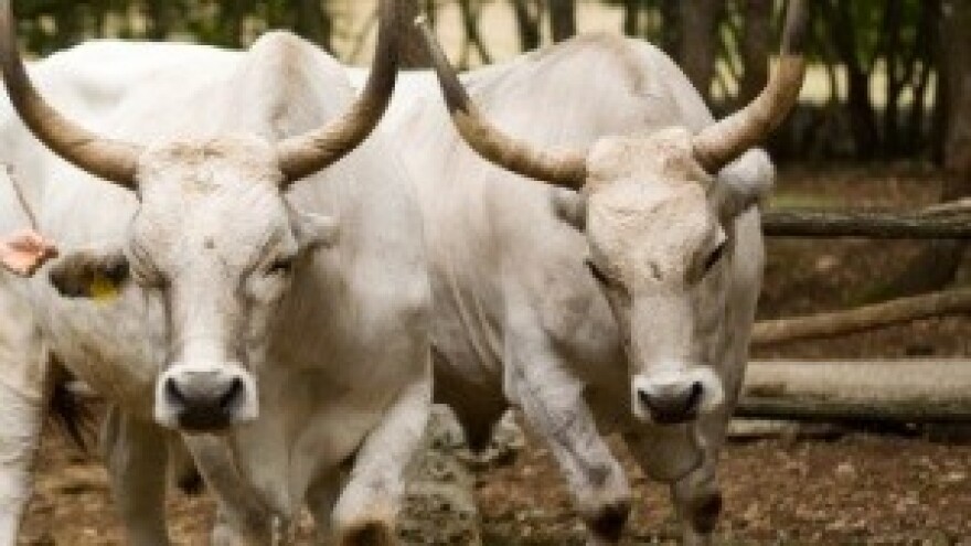 Stočari od boškarina ne odustaju