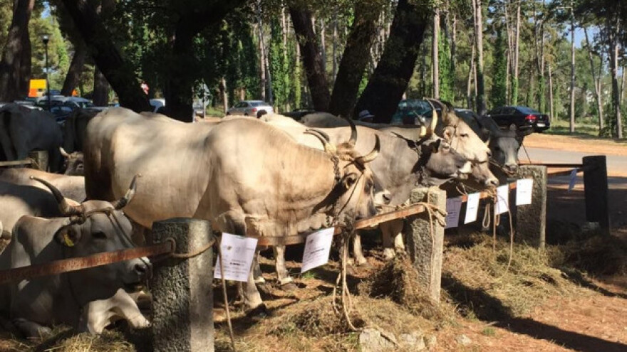 Raste broj istarskih goveda, naše zaštićene pasmine