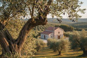 Istra po ulju slična Toskani