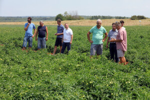 U Umagu će se ove godine preraditi više od 12 tisuća tona rajčice