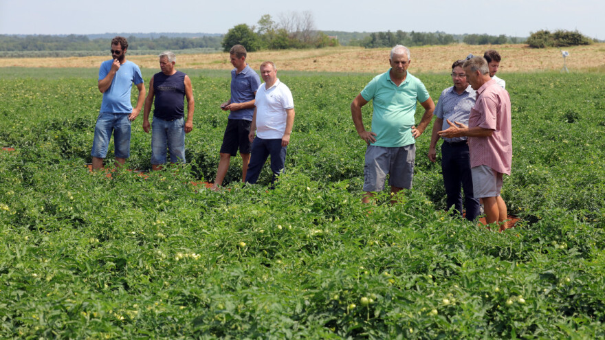 U Umagu će se ove godine preraditi više od 12 tisuća tona rajčice