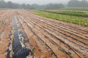 Nevrijeme s tučom poharalo krumpir i vinovu lozu, stradale i masline...