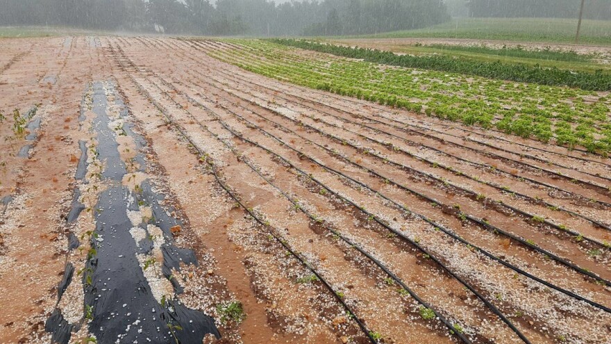 Nevrijeme s tučom poharalo krumpir i vinovu lozu, stradale i masline...