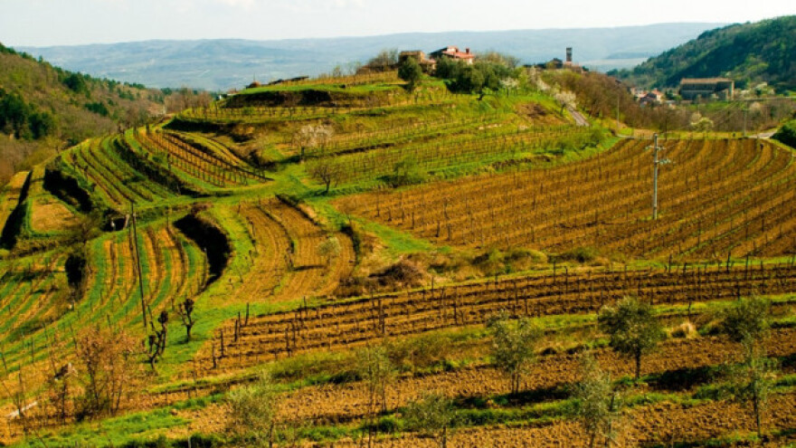 Šveđani proglasili Istru vinskom regijom godine