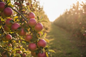 Istraživanje: Sorte jabuka pogodne za ekouzgoj